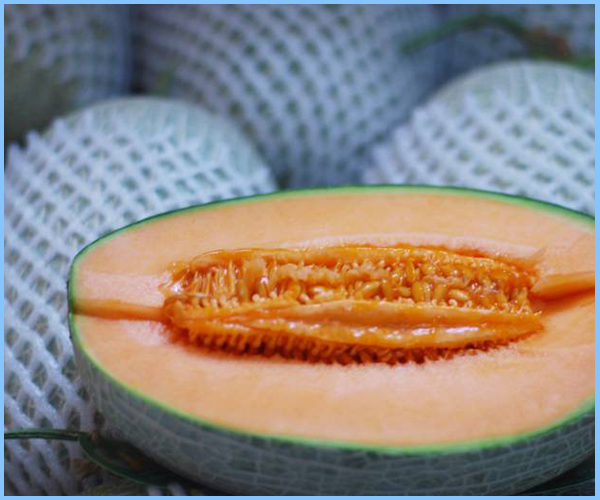 Mút Xốp PE Dạng Lưới